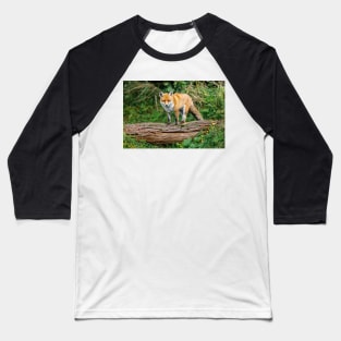 Fox Standing on Log Baseball T-Shirt